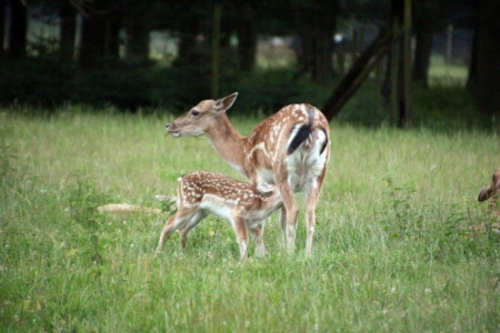 Damwild im Wildpark Duennwald 02