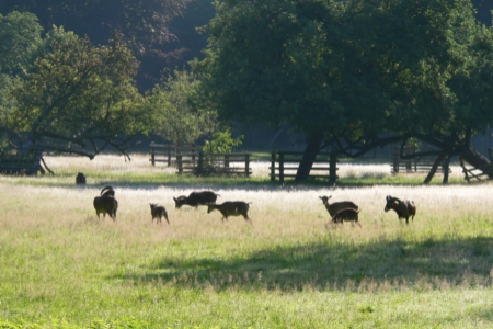 Mufflons im Wildpark Duennwald 02