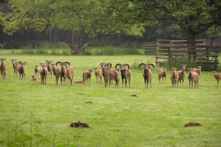 Muffons im Wildpark Duennwald 01