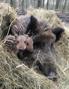 Schwarzwild im wildpark Duennwald 02