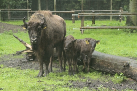 Wisente im Duennwalder Wildpark 01