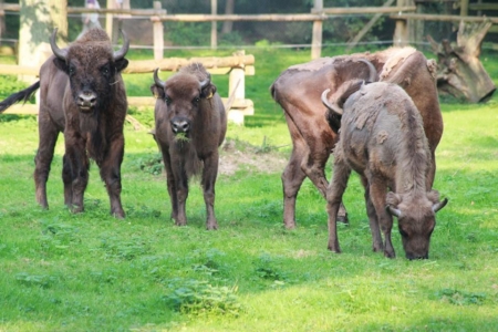 Wisente im Duennwalder Wildpark 02